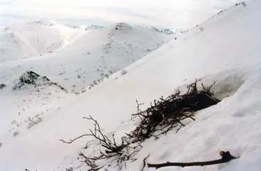 Постель медведя в весеннем сугробе Медведь мне по счастью по дороге не - фото 148
