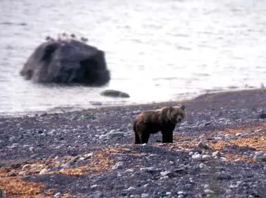 А вот он насторожился Кроме того вы замечаете медведя издалека и можете - фото 162