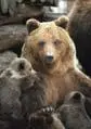 В 1993 году обучаясь управлению популяциями диких животных на Аляске я - фото 268