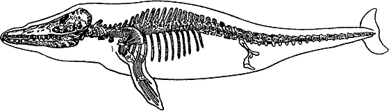 Рис 9 Ископаемый зубатый кит из верхнего эоцена Египта Переход к питанию - фото 10