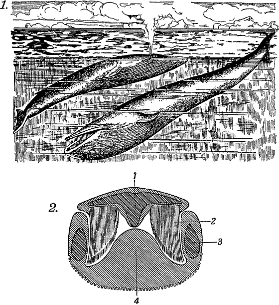 Рис 10 Современный беззубый кит большой полосатик 1 Два больших - фото 11