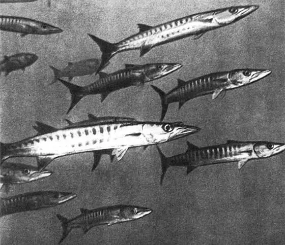 Барракуда Щука морей Волк морей Сколько их в океане никто не подсчитал - фото 27