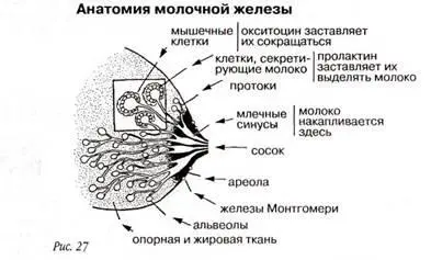 Размеры и форма соска пигментация и диаметр ареолы индивидуальны для каждой - фото 29