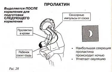 Гипофиз в ночное время выделяет пролактина больше чем в дневное поэтому - фото 30