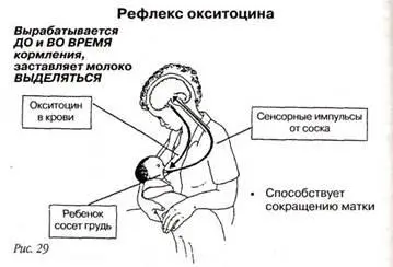 Помощь и воспрепятствование в проявлении рефлекса окситоцина Рефлекс окситоцина - фото 31