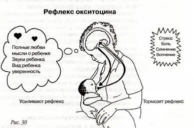 Другие виды воздействия окситоцина Окситоцин заставляет матку сокращаться что - фото 32