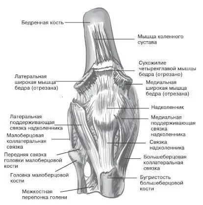 Правый коленный сустав вид спереди Правый коленный сустав вид сзади Правый - фото 3
