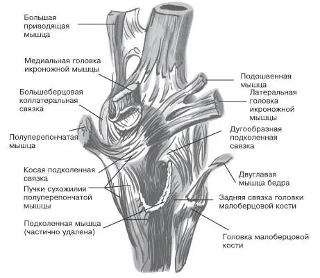 Правый коленный сустав вид сзади Правый коленный сустав вид спереди - фото 4