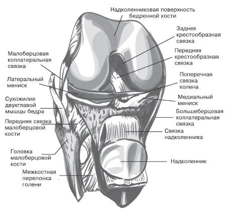 Правый коленный сустав вид спереди суставная капсула удалена сухожилие - фото 5