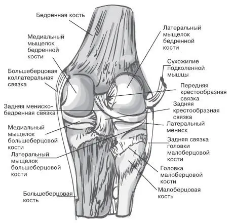 Правый коленный сустав вид сзади суставная капсула удалена Большеберцовая и - фото 6