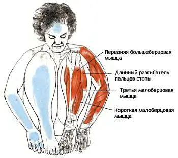 Классификация и уровень сложности Базовая поза в наклоне из стойки на коленях - фото 67