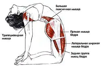 Классификация и уровень сложности Базовая стойка на коленях прогнувшись - фото 68