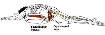 Это самое распространенное упражнение ни растяжку грушевидной мышцы Ввиду того - фото 73