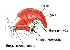 Растягивающиеся мышцы Височная мышца жевательная мышца латеральная и - фото 80