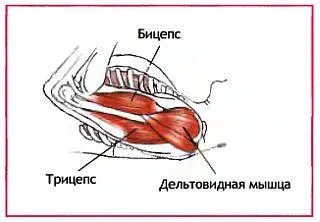 Можно добиться интересного эффекта если расслабить мышцы бедер и живота и - фото 88