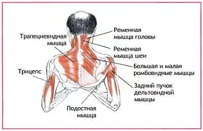 Прикрепленные к основанию черепа глубокие мышцы которые растягиваются в стойке - фото 92