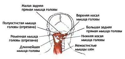 Прикрепленные к основанию черепа глубокие мышцы которые растягиваются в стойке - фото 93
