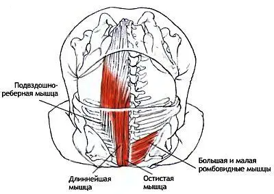 Препятствующие факторы и примечания По сравнению с сарвангасаной здесь мышцы - фото 101