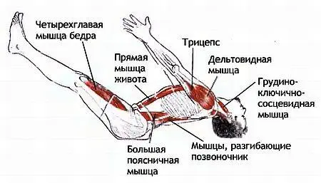 Движения костей и суставов Разведение и подъем лопаток сгибание плечевых - фото 106