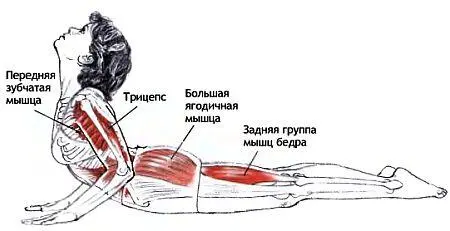Классификация и уровень сложности Базовая поза из положения лежа на животе - фото 108