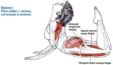 Дханурасана Поза лука dhanu лук Классификация и уровень сложности - фото 110
