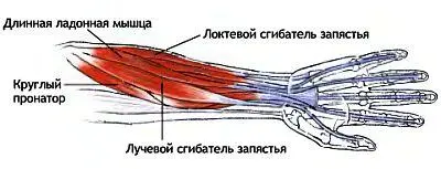 Растягивающиеся мышцы Прямая мышца бедра большая и малая поясничные - фото 112