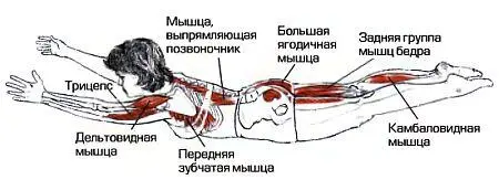 Классификация и уровень сложности Базовая симметричная поза лежа на животе - фото 113