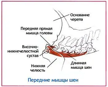 Примечания Действия мышц необходимые для принятия этой позы почти полностью - фото 115