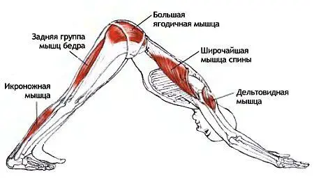 Классификация и уровень сложности Поза в упоре согнувшись среднего уровня - фото 116