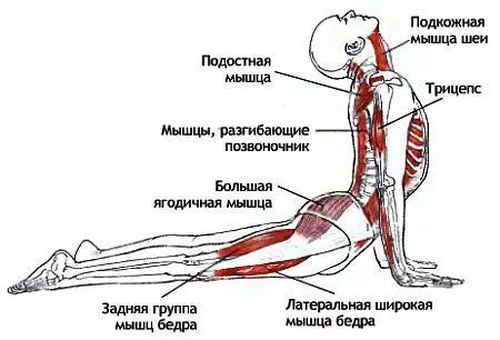 Классификация и уровень сложности Поза в упоре прогнувшись среднего уровня - фото 118