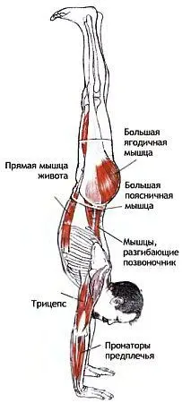 Классификация и уровень сложности Стойка на руках высокого уровня сложности - фото 120