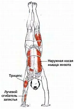 Сила тяжести пытается согнуть и развести ноги поэтому для сохранения - фото 122