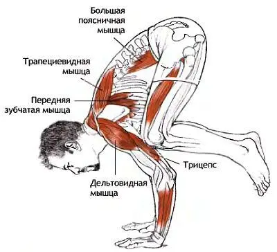 Классификация и уровень сложности Стойка на руках согнувшись среднего уровня - фото 126