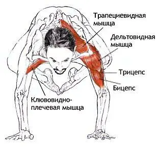 Классификация и уровень сложности Стойка на руках согнувшись среднего уровня - фото 127