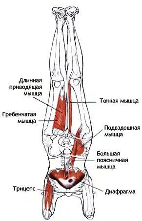 Классификация и уровень сложности Стойка на предплечьях высокого уровня - фото 131