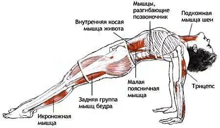 Классификация и уровень сложности Вазовая поза с упором руками сзади - фото 133