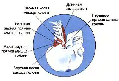 Классификация и уровень сложности Стойка на голове с опорой на предплечья - фото 134
