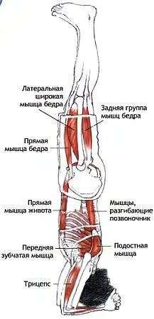 Классификация и уровень сложности Стойка на голове с опорой на предплечья - фото 135