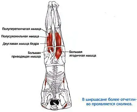 Препятствующие факторы Если задействованы глубокие мышцы шеи то мышцы челюсти - фото 138
