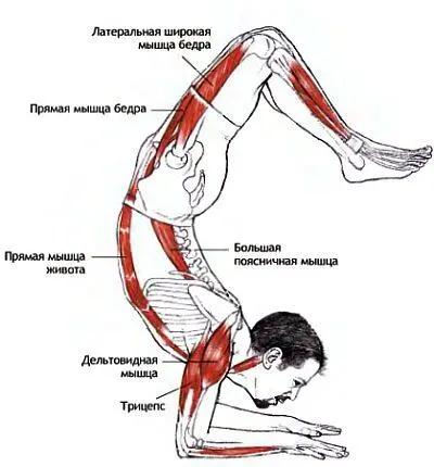 Классификация и уровень сложности Стойка на предплечьях среднего уровня - фото 140