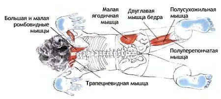 Классификация и уровень сложности Базовая поза в упоре руками сзади - фото 148