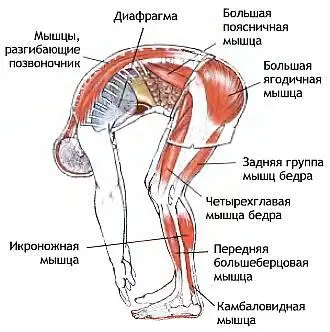 Если задняя группа мышц бедра напряжена то легкое сгибание ног в коленях - фото 16