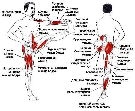 Классификация и уровень сложности Асимметричная стойка с удержанием равновесия - фото 17