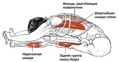 Эта поза позволяет растянуть мышцы всей задней поверхности тела от стопы до - фото 41