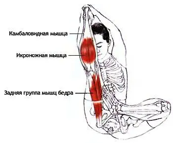Растягивающиеся мышцы Большая и малая ромбовидные мышцы нижний пучок - фото 43