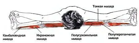 Классификация и уровень сложности Поза сидя в наклоне среднего уровня - фото 47