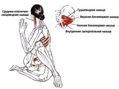 Растягивающиеся мышцы Опорная рука Большая и малая грудные мышцы - фото 53