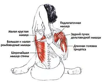 Растягивающиеся мышцы Нижняя рука Длинная головка бицепса большая - фото 56