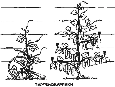 Поэтому куст ведут в несколько плетей Главный стебель прищипывают сразу над - фото 53