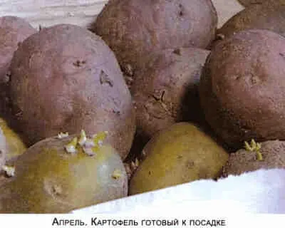 Не мешай огороду лопатой и плугом - фото 10